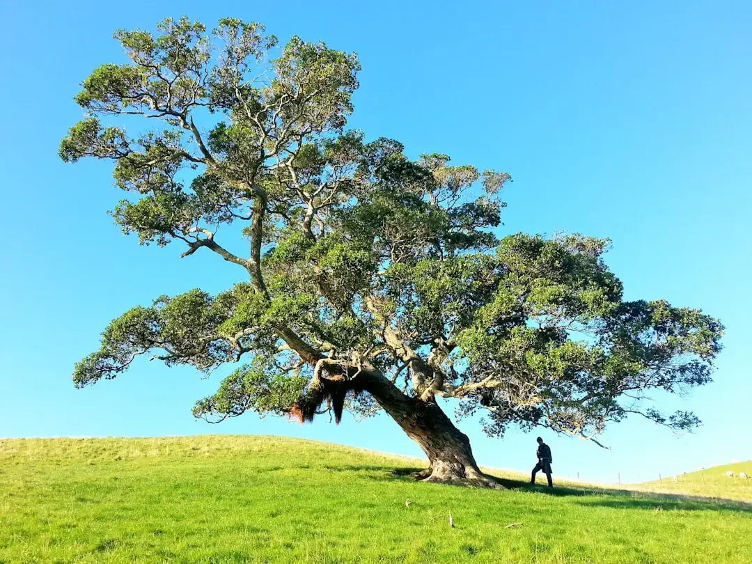Linden Flower Tree Extract Facts