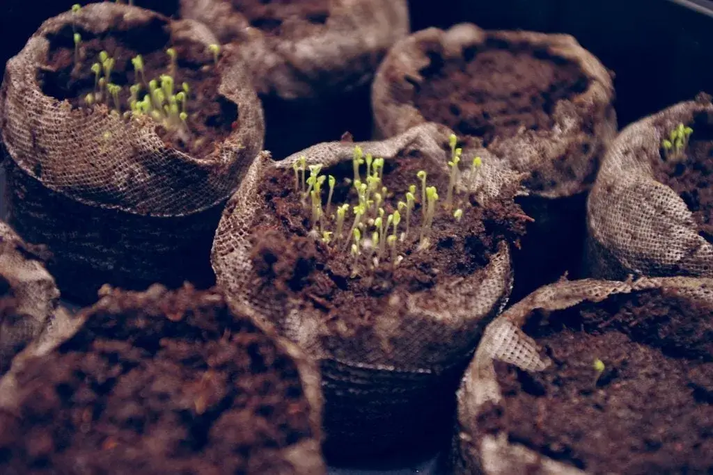 Chamomile-seedlings