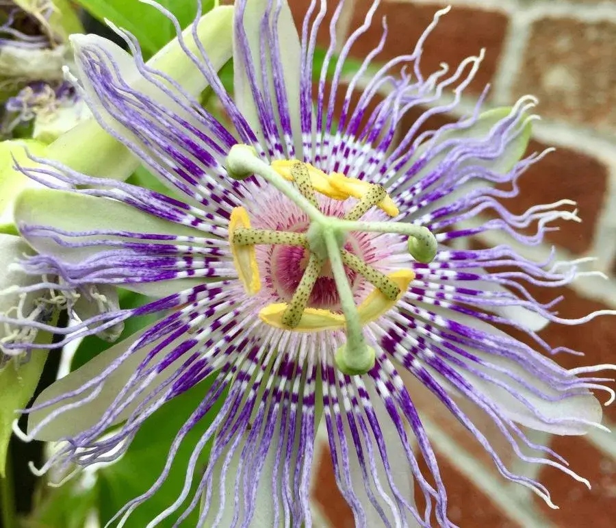 closeup-of-blooming-passion-flower