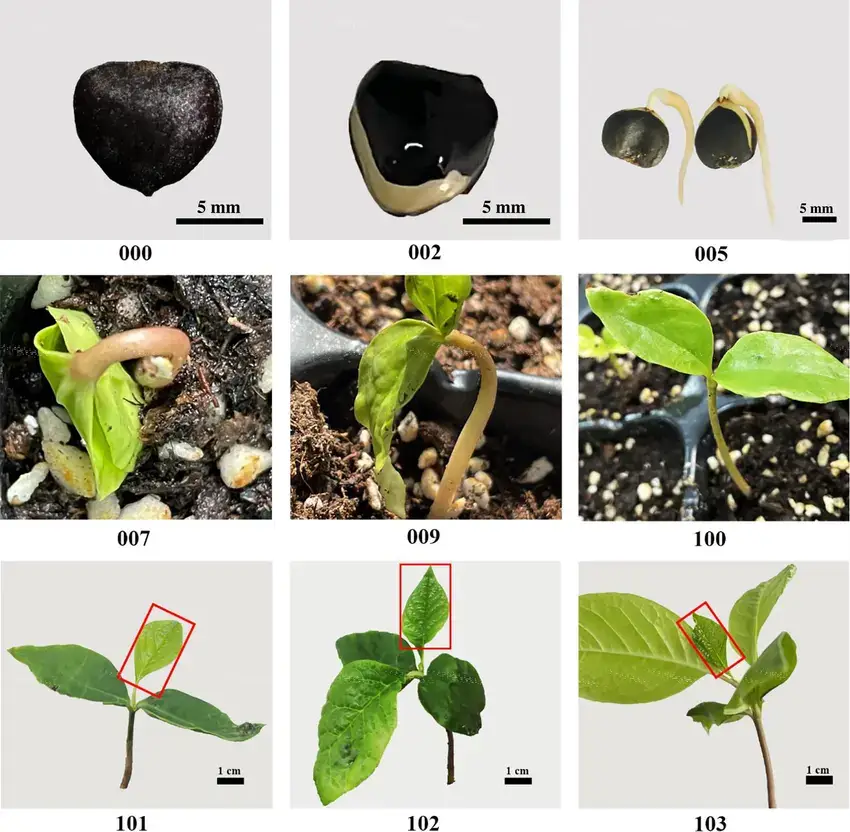 linden-seed-germination-and-leaf-development