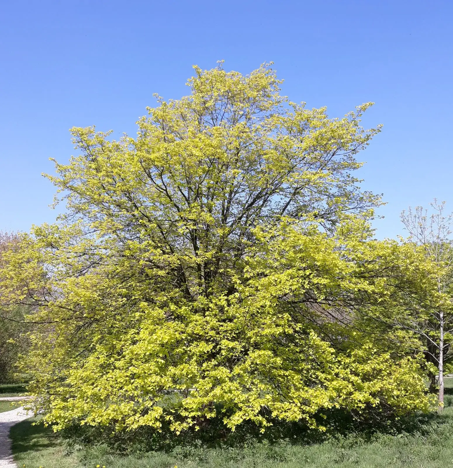 lone-linden-
