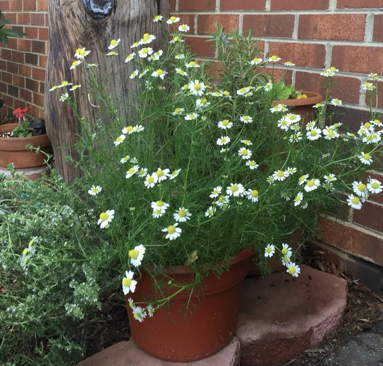 Potted-Chamomile-in bloom 
