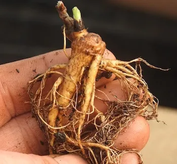 Rhodiola_root-with-new-growth