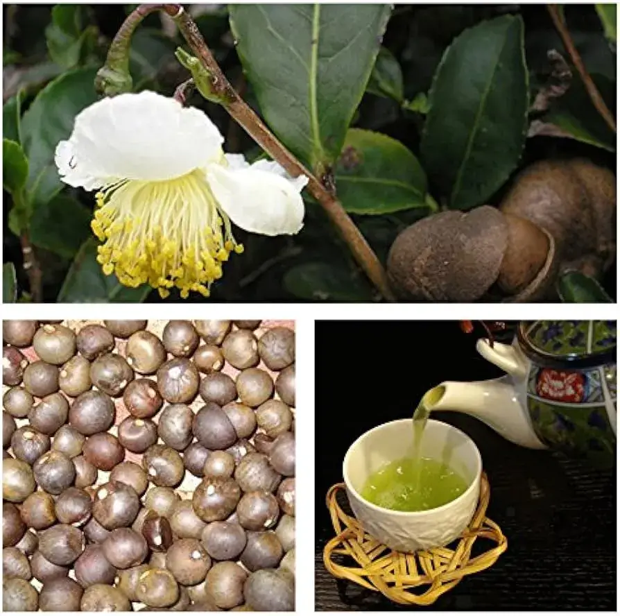 tea-seeds-with-picture-of-mature-plant-and-cup-of-tea
